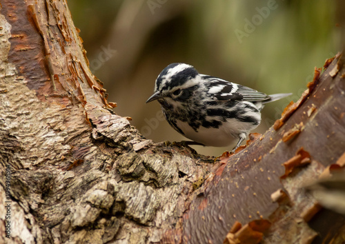 Black and White Warbler bird in tree