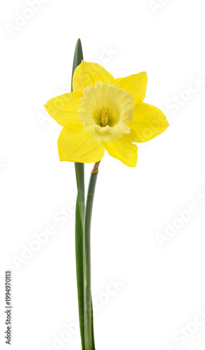 Yellow daffodil flower on a white background.