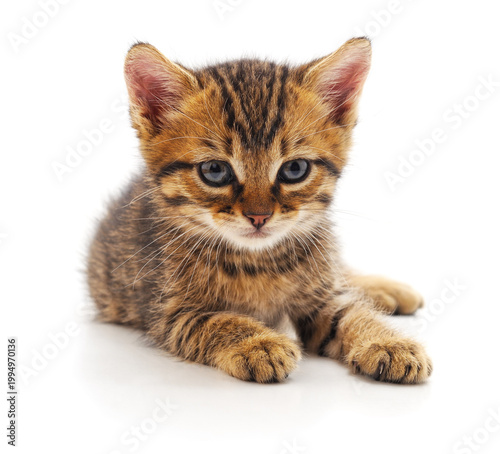 Small tabby kitten on a white background.