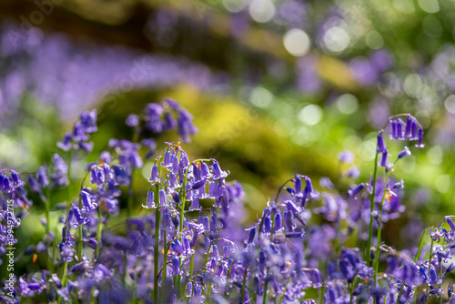 Wild bluebells in abundance at Old Park Wood nature reserve, Harefield, Hillingdon UK. The woods is an ancient woodland and is a site of Special Scientific Interest.