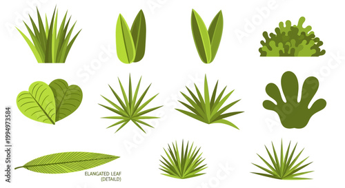 Green succulent plants, leafy tropical foliage, vector icons set, 10 plant elements