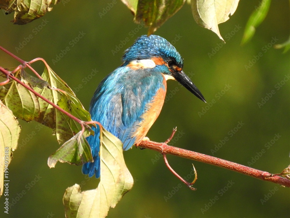 Obraz premium Vibrant Kingfisher on Branch 