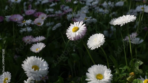 Slow motion 4K movie of floral field of wild Common Daisies (Bellis perennis) flowers and wind gently moves the flowers and petals in a beautiful spring day.