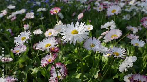 Slow motion 4K movie of floral field of wild Common Daisies (Bellis perennis) flowers and wind gently moves the flowers and petals in a beautiful spring day.