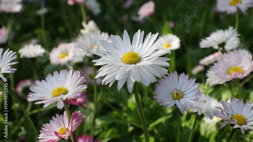 Slow motion 4K movie of floral field of wild Common Daisies (Bellis perennis) flowers and wind gently moves the flowers and petals in a beautiful spring day.