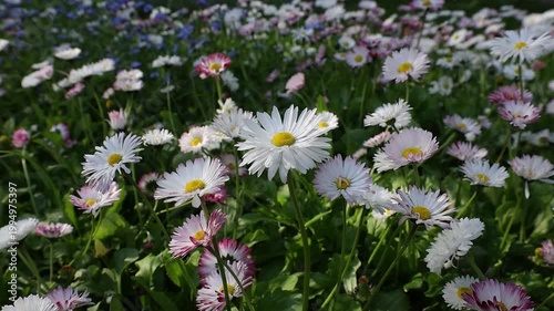 Slow motion 4K movie of floral field of wild Common Daisies (Bellis perennis) flowers and wind gently moves the flowers and petals in a beautiful spring day.