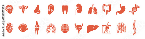 Anatomy organs medical set red silhouette icon on transparent background