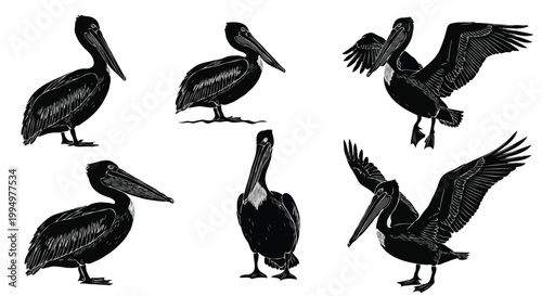 Brown Pelican Silhouette Set - Coastal Bird Icons in Engraving Style