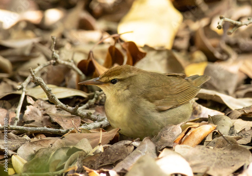 Swainson's Warbler bird on ground