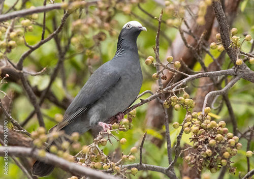 White-crowned Pigeon bird in tree