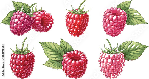 Raspberry fruit collection with leaves in hand drawn detailed style showing fresh berries in different variations for organic food packaging and botanical design
