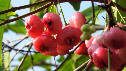 Branches of rose apple tree with bunches of ripen fruits