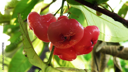 Branches of rose apple tree with bunches of ripen fruits