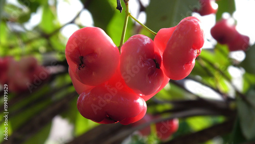 Branches of rose apple tree with bunches of ripen fruits