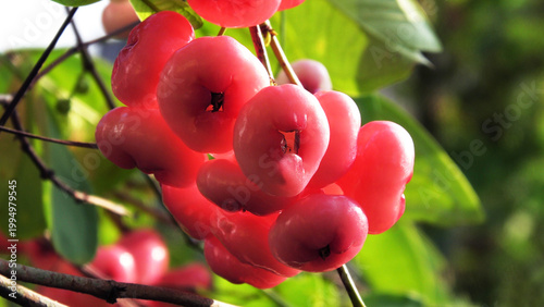 Branches of rose apple tree with bunches of ripen fruits