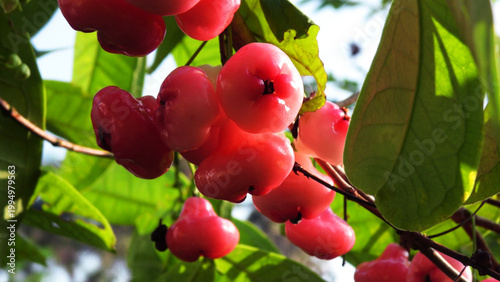 Branches of rose apple tree with bunches of ripen fruits