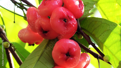Branches of rose apple tree with bunches of ripen fruits