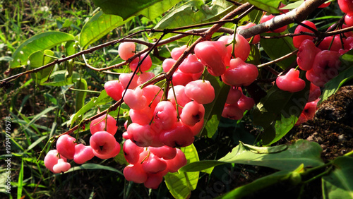 Branches of rose apple tree with bunches of ripen fruits