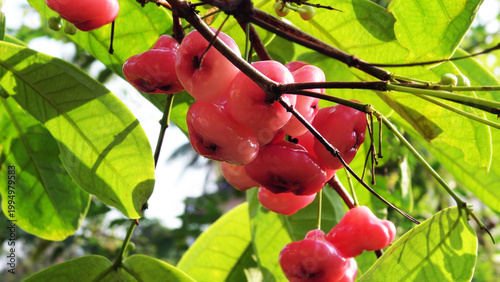 Branches of rose apple tree with bunches of ripen fruits