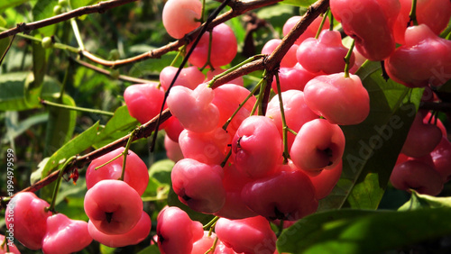 Branches of rose apple tree with bunches of ripen fruits