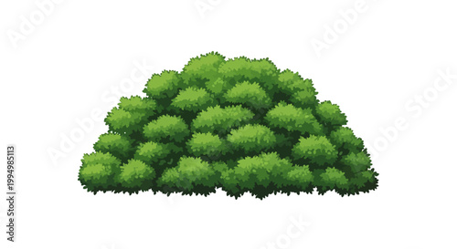A large green bush on a white background.