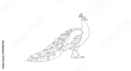 Elegant peacock line art on white background