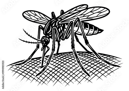 Engraving illustration of a mosquito depicting blood feeding on skin for medical and pest control design