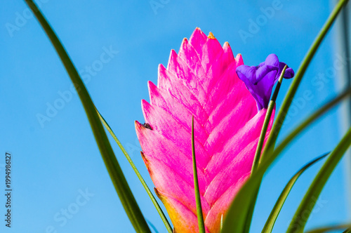 Flower background with Tillandsia Cyanea Anita - closeup of pink peduncle and purple flower. Tillandsia cyanea is native to Ecuador