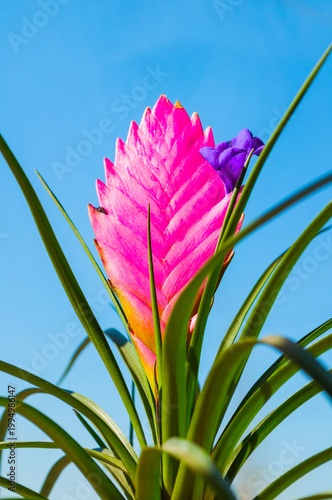 Photography Tillandsia Cyanea Anita - closeup of pink peduncle and purple flower