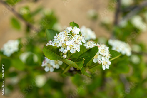 White hawthorn flowers bloom in the garden.