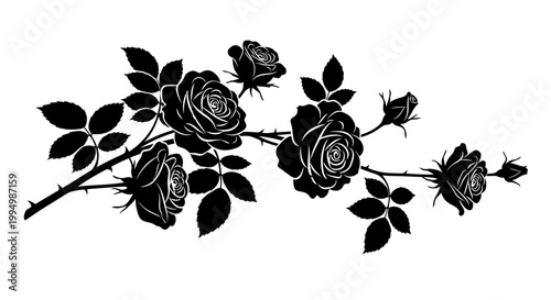 Flowers Black roses, floral branch, thorns, leaves, botanical vector isolated on White Background vactor EPS