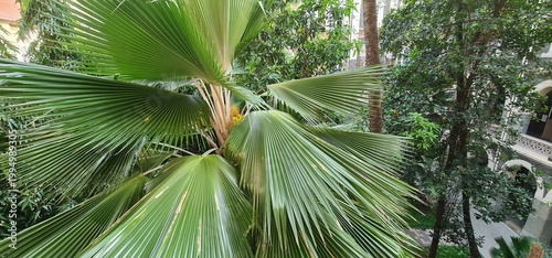 Fan palm tree leaves in tropical urban garden setting
