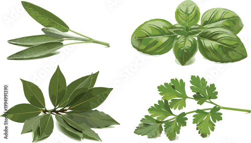  Collection of fresh aromatic culinary kitchen herbs including basil mint parsley rosemaHand Drawn Vintage Herb Leaves Set with Sage Bay Basil and Parsley Botanical Green Vector Illustration