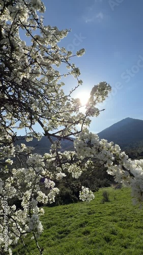 cherry tree in the mountains