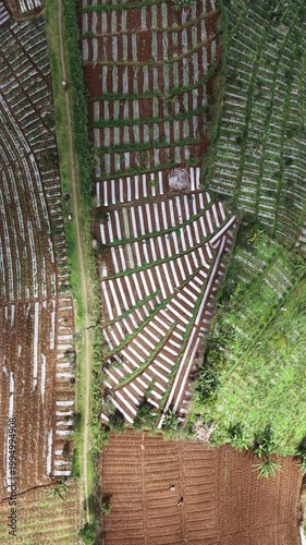 Rice fields from a drone perspective