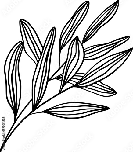 Minimal Botanical Line Art Leaf Branch Vector Illustration