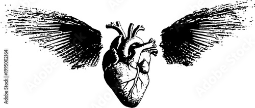 Anatomical heart with textured wings high contrast black and white for poster banner and tattoo design