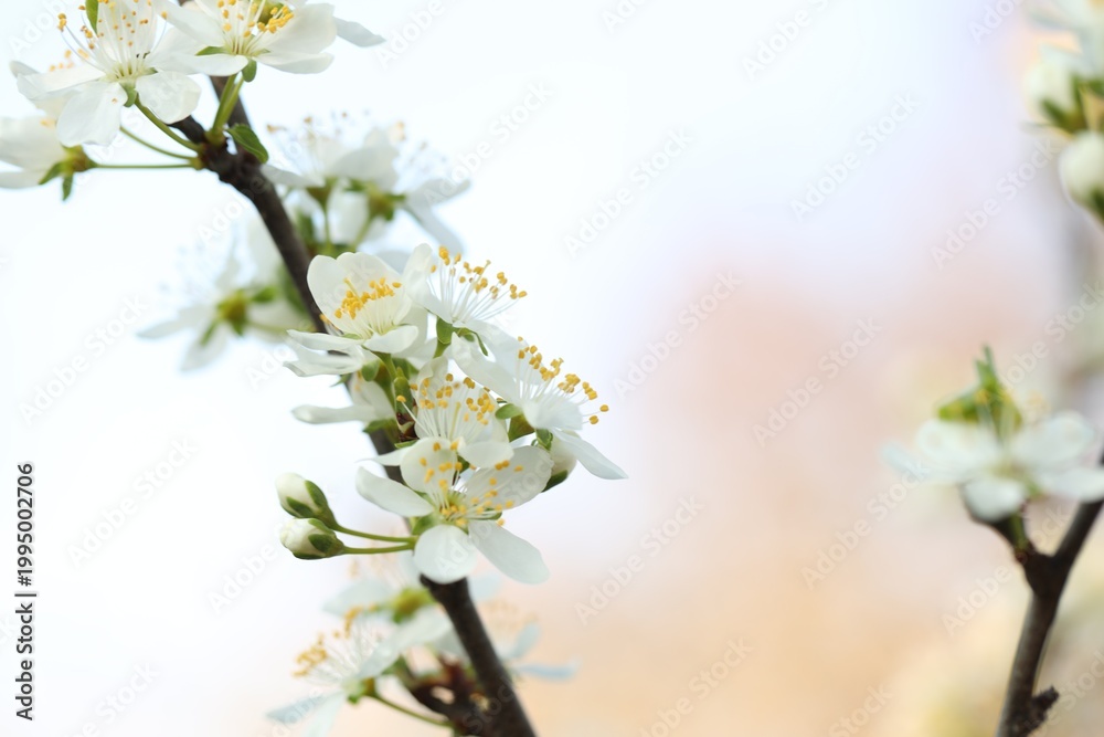 Obraz premium Beautiful blossoming cherry tree with white flowers outdoors, closeup