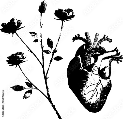 High contrast black and white ink drawing of an anatomical heart and roses for poster and tattoo design