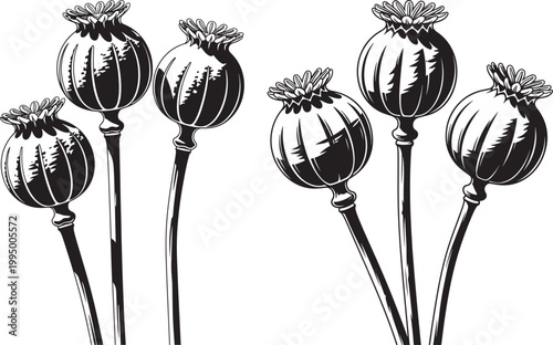 Poppy seed pods in black and white illustration with opium poppy head botanical illustration botanical art botanical illustration
