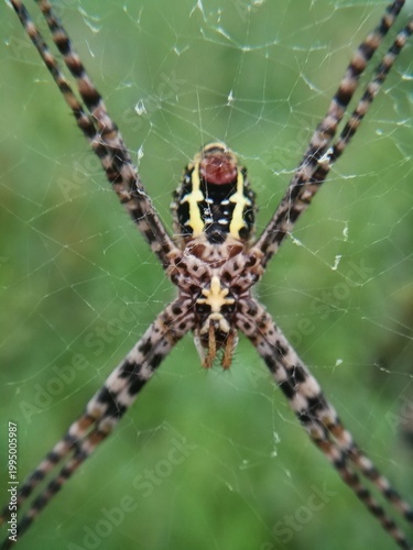 Photos spider on a web