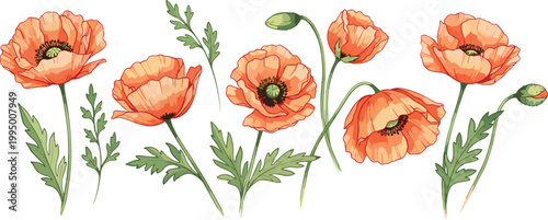 Vibrant Orange Poppy Flowers with Green Leaves, Hand-Drawn Illustration for Nature-Inspired Designs and Spring Projects"