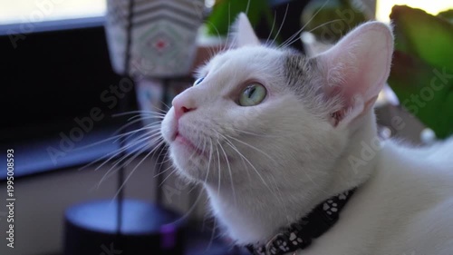 White young cat chattering while looking out window close up slow motion