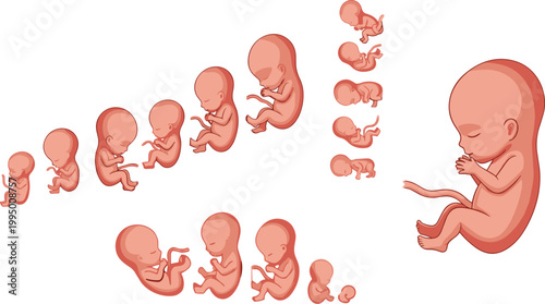 Human fetus development stages vector illustration set with embryo growth sequence, prenatal baby anatomy progression, medical pregnancy concept isolated on white background