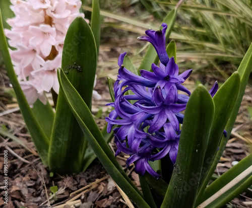 Obraz na płótnie Deep purple Peter Stuyvesant hyacinth flower blooming in spring garden