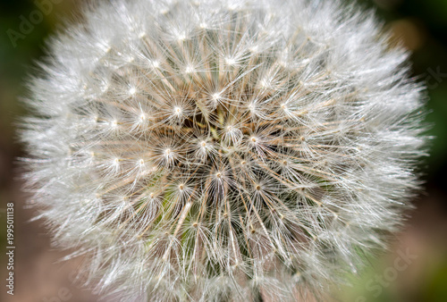 Dandelion seeds in macro close-up