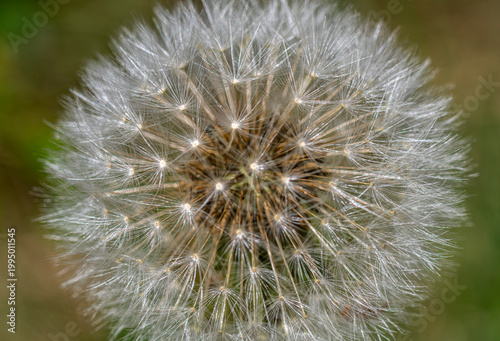 Ethereal macro detail of dandelion