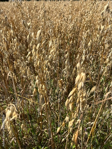field of corn
