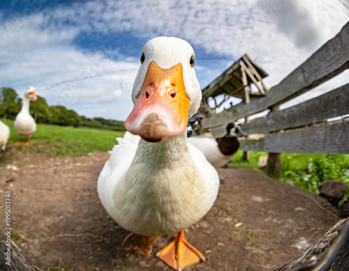 Close-up wide-angle portrait of a curious white duck on a farm, fisheye view.