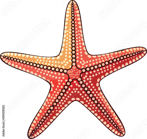 Close up of a red and orange starfish on a clean white background with sea star, marine life